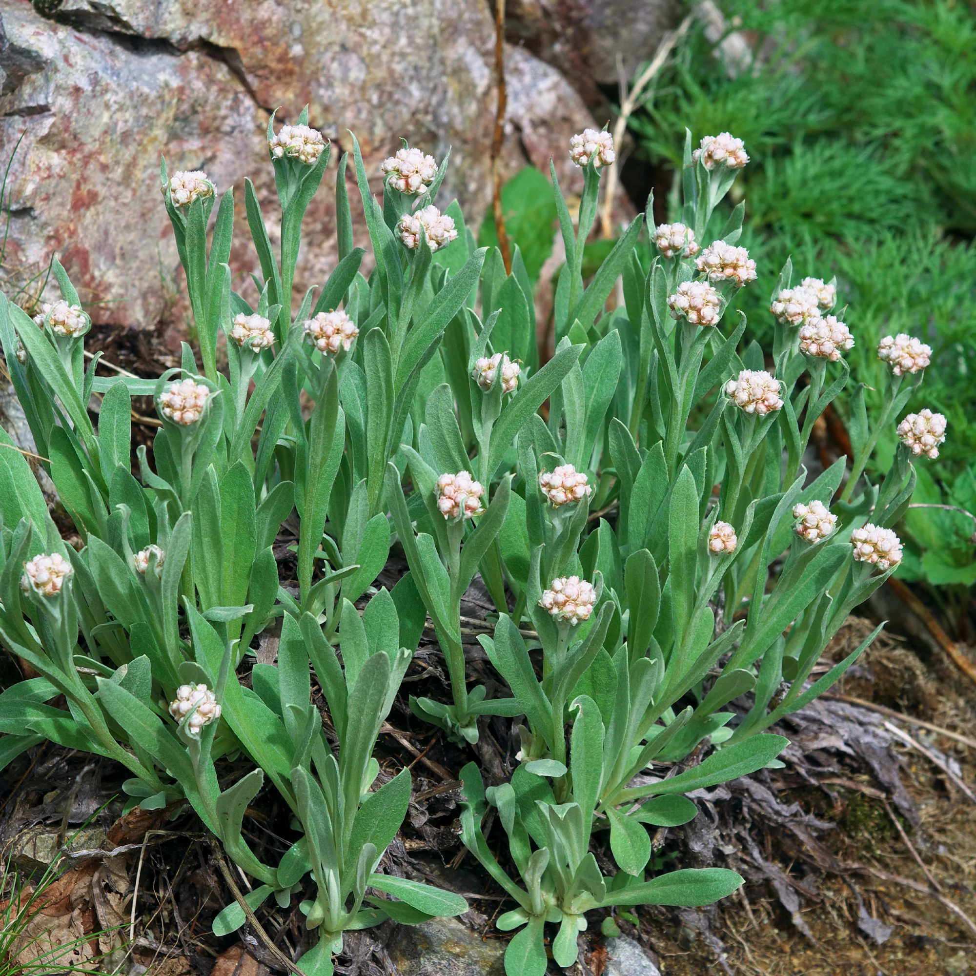 OPC 2940 En vedette BK S10/11/12